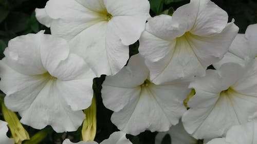 白花在美好的一天 · 免费素材视频