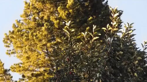 一棵树在日光下的视图 · 免费素材视频