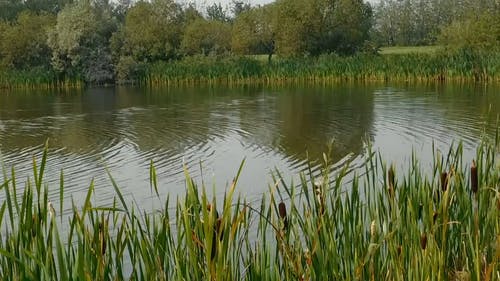 绿树环绕的湖泊 · 免费素材视频