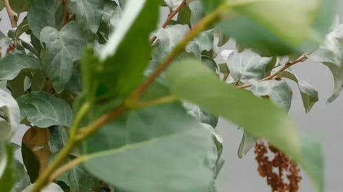 水体附近的植物 · 免费素材视频