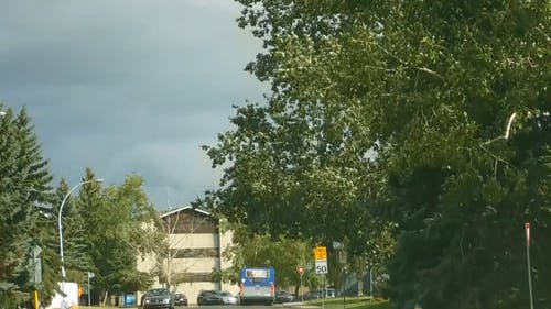 树木的街景 · 免费素材视频