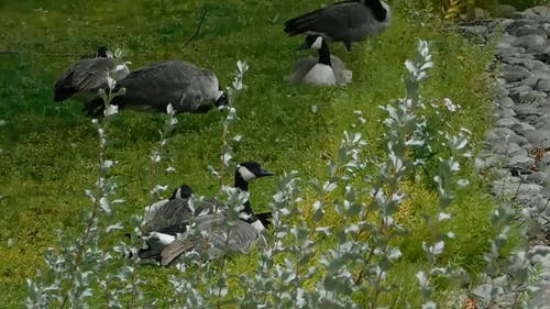 鸭子在草地上休息 · 免费素材视频