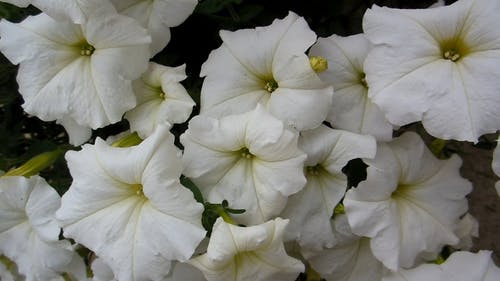 白铃花 · 免费素材视频