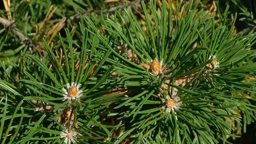 北美针叶树原生 · 免费素材视频