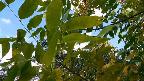 树木的秋天色彩 · 免费素材视频