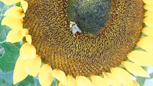 蜜蜂在向日葵上 · 免费素材视频