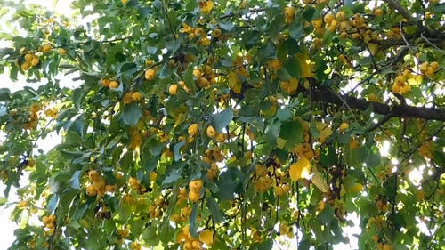 一棵黄色水果树 · 免费素材视频