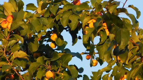 高大的树，有黄色的水果 · 免费素材视频
