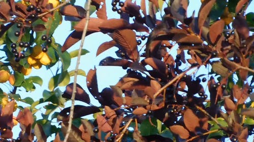 棕色果树 · 免费素材视频