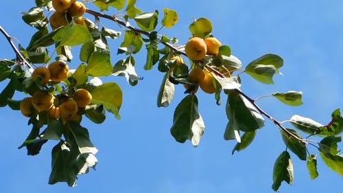 黄色水果在树枝上 · 免费素材视频