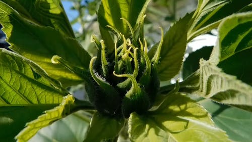 向日葵芽生长更大 · 免费素材视频