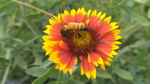 一棵树上的蜜蜂 · 免费素材视频