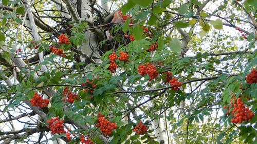 红色水果树 · 免费素材视频