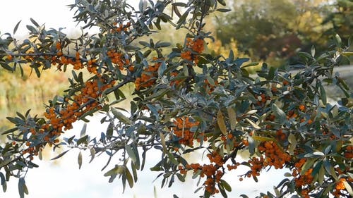 橙色浆果 · 免费素材视频