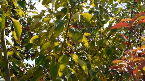 自然之美 · 免费素材视频