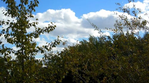 公园树木和云彩视图 · 免费素材视频