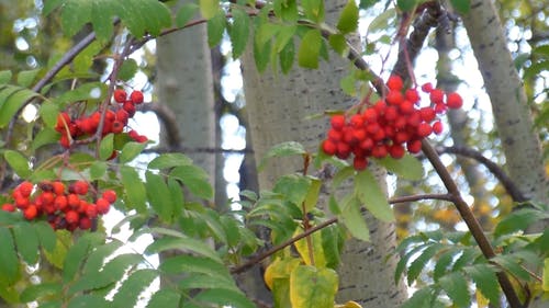 一棵树的红色浆果 · 免费素材视频