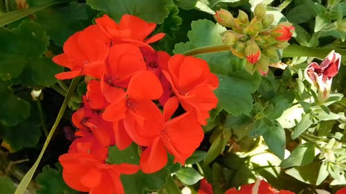 花园里的红色花朵 · 免费素材视频