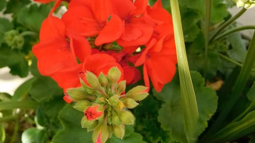 夏天美丽的红色花朵 · 免费素材视频