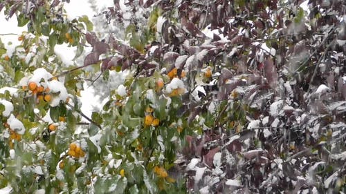 下雪天 · 免费素材视频