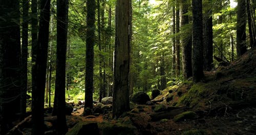 森林录像 · 免费素材视频