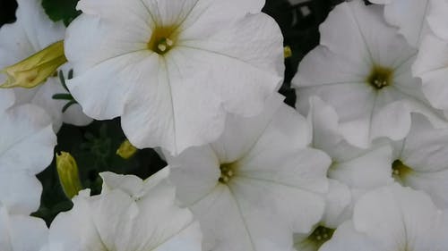 可爱的白色花朵 · 免费素材视频