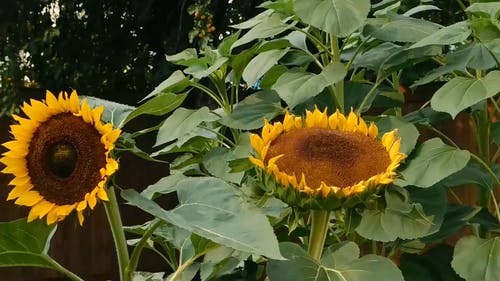 花园里的金色向日葵 · 免费素材视频