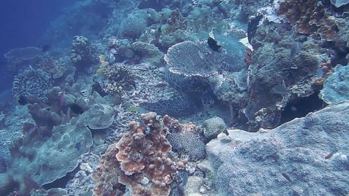 深海中的绿松石 · 免费素材视频