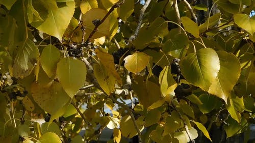 金黄的树叶与树 · 免费素材视频