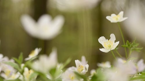 白花特写视频 · 免费素材视频