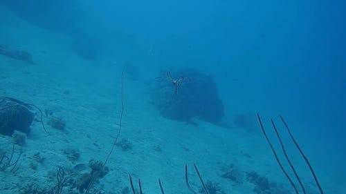 水下章鱼的视图 · 免费素材视频