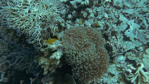 水下生物视频 · 免费素材视频