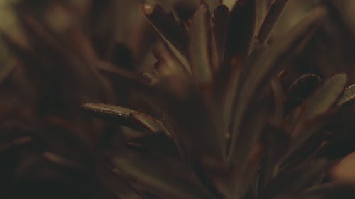 肉质植物的特写视图 · 免费素材视频