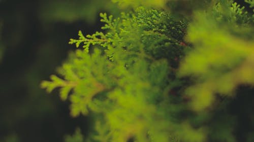 松叶在关闭视图 · 免费素材视频