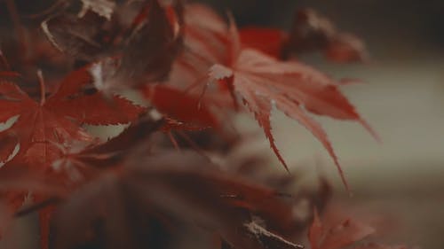 秋天的红叶 · 免费素材视频