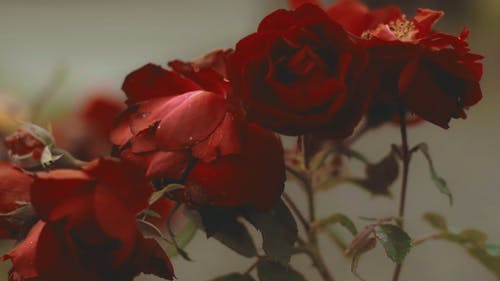 美丽的红玫瑰 · 免费素材视频