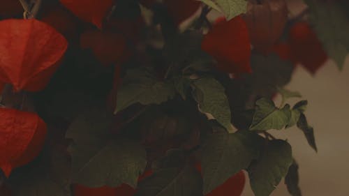 红色花朵和叶子的植物 · 免费素材视频