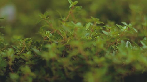 新鲜的绿叶植物 · 免费素材视频