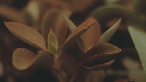 植物发芽的叶子 · 免费素材视频