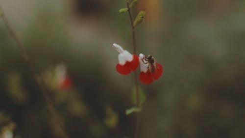 小蜜蜂在花上 · 免费素材视频