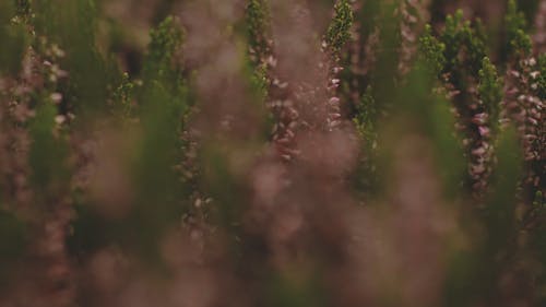 植物的粉红色小花 · 免费素材视频