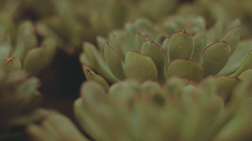 肉质植物特写视频 · 免费素材视频
