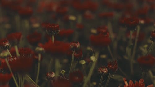 红色花朵的视线模糊 · 免费素材视频