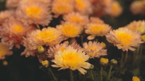 粉色和黄色雏菊的组合 · 免费素材视频
