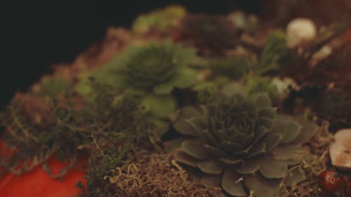 Echeveria 多肉植物 · 免费素材视频