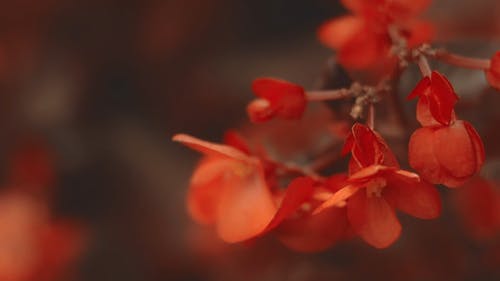 红色花瓣花 · 免费素材视频