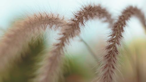 野草花 · 免费素材视频