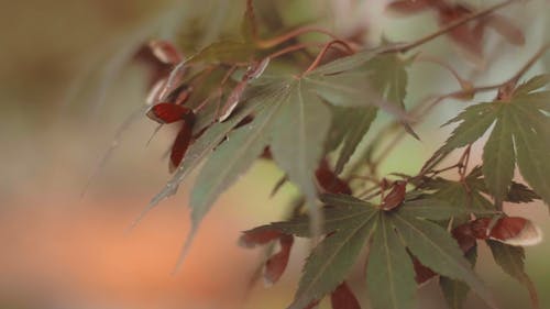 秋天美丽的叶子 · 免费素材视频