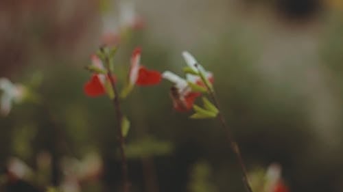 蜜蜂在一朵花 · 免费素材视频