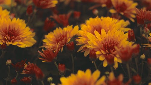 红色和黄色的花朵的组合 · 免费素材视频